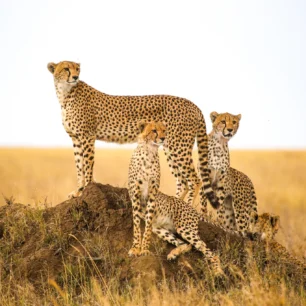 Serengeti